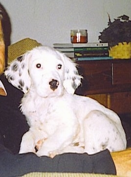 Hall's General Jackson the white with black ticked English Setter puppy is laying on top of a person on a couch
