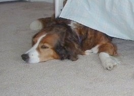 Maggie the tan, black and white English Shepherd is laying down under a white bed frame with a light blue sheet hanging on her back.