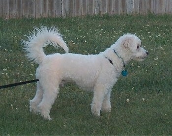Kodiak the white Eskapoo puppy is standing in a field and there is a wooden fence behind it