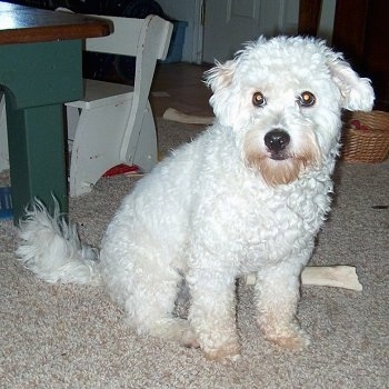 Kodiak the curly white Eskapoo is sitting in front of a wooden table and next to a bone.