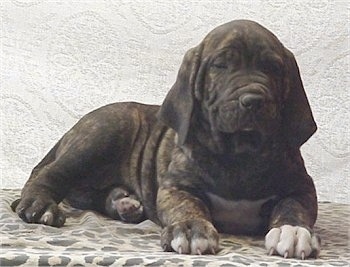 A wrinkled black brindle Fila Brasileiro puppy is laying against a backdrop. He has white on his chest. One of his front paws has a couple of inches of white on the toes and the other paw has a half inch of white on it.