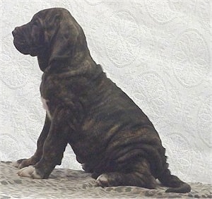 Left Profile - A black brindle with white Fila Brasileiro puppy is sitting in front of a backdrop