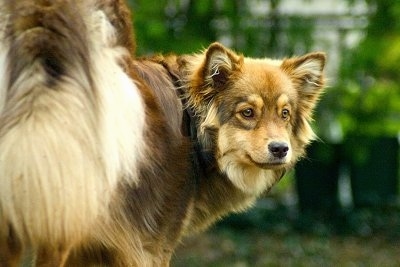 The backside of a thick-coated brown, tan and white Finnish Lapphund dog that is turning her head around and looking back.
