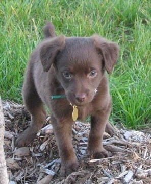 A short-haired brown Foodle puppy is walking on wood chips around a tree outside