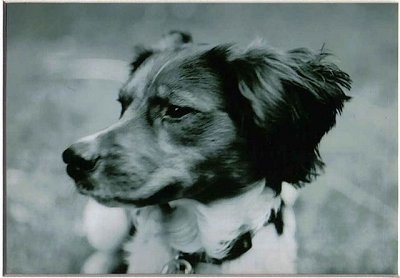 Close Up head shot - A black and white photo of a French Brittany Spaniel looking to the left.