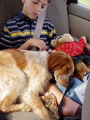 A tan and white ticked French Brittany Spaniel is sleeping on the lap of a boy while sitting in the backseat of a vehicle.