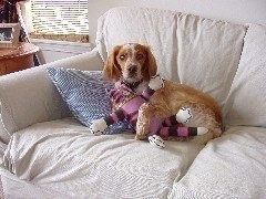 A tan with white French Brittany Spaniel is laying on a couch against a striped blue and white pillow with its paws over top of a plush pink and black cat