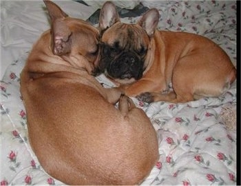 A tan French Bulldog puppy is sleeping next to an adult tan French Bulldog 