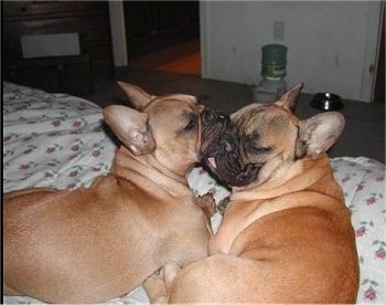 A growing tan French Bulldog puppy is licking the face of an adult tan French Bulldog. They are laying next to each other on a bed