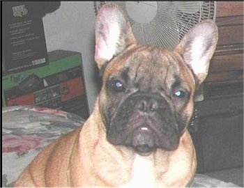 Close Up upper body shot - A tan French Bulldog with a black snout is sitting on a bed with an oscillating fan behind it