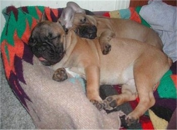 A tan French Bulldog puppy is cuddled behind an adult tan French Bulldog. They are both laying on a blanket over top of a dog bed. Both dogs have black snouts and look almost the same.