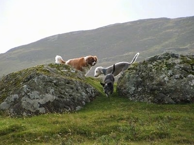 A brown and white Cavalier King Charles Spaniel, a grey dog and a white with grey Bedlington Terrier are walking in between two large rocks in a field with a mountain in the distance.