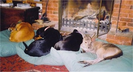 Three dogs and one kangaroo laying on a line of green dog beds in front of a brick fireplace inside of a house.