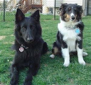 A large black shepherd dog is laying next to a black, tan and white tri-colored Shetland Sheepdog that is sitting in a field. There is a chain link fence and a house behind them