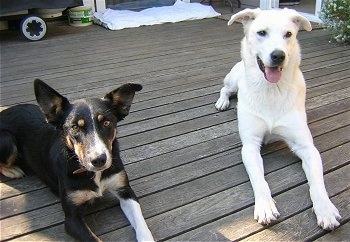 A Smooth black, tan and white tricolor Border Collie is laying on a wooden deck next to a white Husky/Lab cross that has its mouth open and tongue out