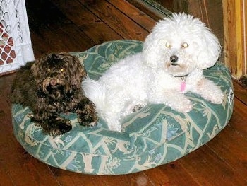 Two dogs on a green dog bed on top of a hardwood floor with a white plastic baby gate to the left of them.