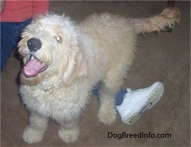 A Goldendoodle puppy is standing over the leg of a person. Its mouth is open and it looks like it has a big smile