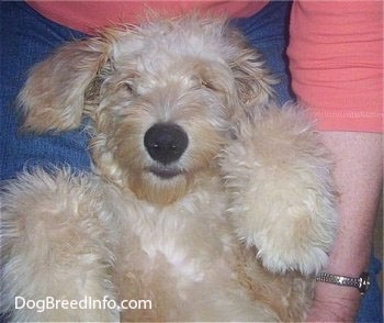 Close Up - A Goldendoodle puppy is laying on its back belly-up in the lap of a person with a muppet looking face.