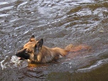A tan with black German Shepherd is swimming through a body of deep water