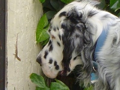 Head shot - A white with black English Setter is looking at a lizard on a wall next to ivy leaves