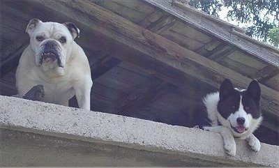 A white English Bulldog is standing up high looking down from a porch next to a laying black with white Karelian Bear Dog 