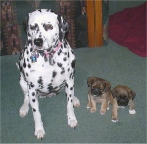 A large Dalmatian dog is sitting next to two tiny brown and black with white puppies on a green carpet.