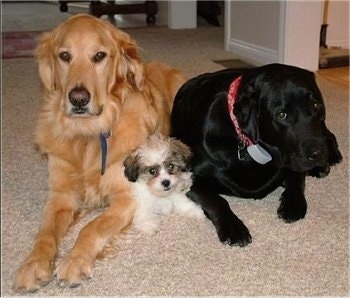 A small white with tan and black Shichon puppy is laying in between a Golden Retriever and a black Labrador Retriever in a house
