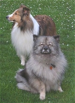 A gray and black Keeshond is sitting in front of a standing  black, tan and white Sheltie outside in grass