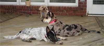 A tan Miniature Poodle is sitting in the background under a window of a brick house on a porch. There is a Leopard Catahoula dog and a white with black Heeler/Jack Russell Terrier mix laying down in front of it.