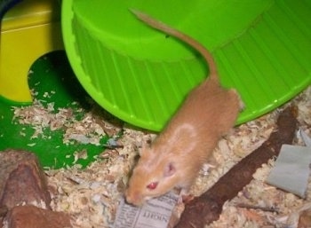 A Argente Golden Gerbil is walking out of its green plastic wheel across its cage.