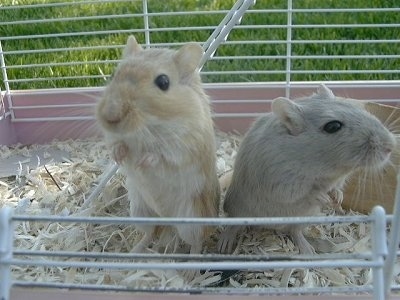 Two Gerbils are standing in a cage looking out of an open door outside in grass. One of the gerbils is tan and is looking forward and the other one is gray and is looking to the right.