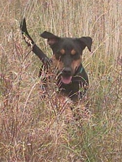 Action shot - A black with tan Jagdterrier is running through tall brown grass. Its mouth is open and tongue is out