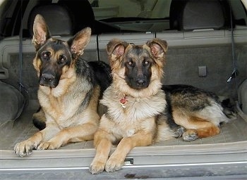 Two black and tan German Shepherds are sitting in the trunk of a vehicle. One dog has large perk ears and the other dog's ears are flopped over