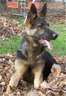 A black and tan German Shepherd is laying in a pile of leaves with a swing set glider behind it. Its mouth is open and tongue is out. It is alert as if it is about to get up and leave.