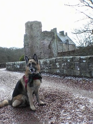 A black and tan German Shepherd is sitting on a path with an old stone building in the background