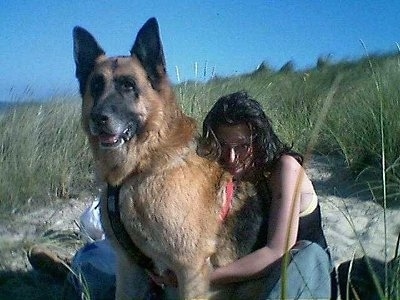 A very large black and tan German Shepherd is sitting on sand in between tall grass with a lady hugging the back of the dog
