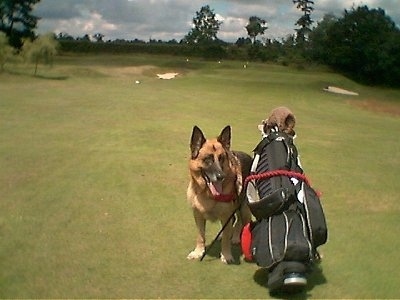 A black and tan German Shepherd is standing next to a golf bag out on a golf course