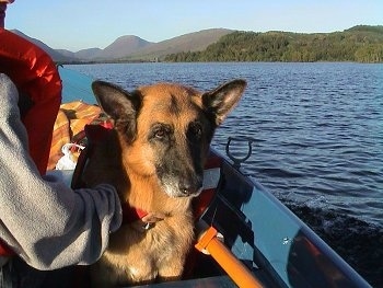 A black and tan German Shepherd is sitting in a boat that is out on the water. The dog is wearing a life jacket and there is a person next to it