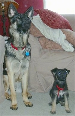 A black and tan German Shepherd is sitting on a tan carpet next to a black and tan German Shepherd puppy in front of a bed