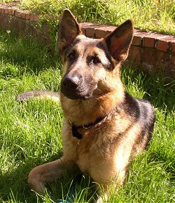 A black and tan German Shepherd is laying in grass in front of a small brick wall