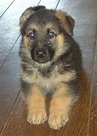 A small black and tan German Shepherd puppy is laying on a hardwood floor