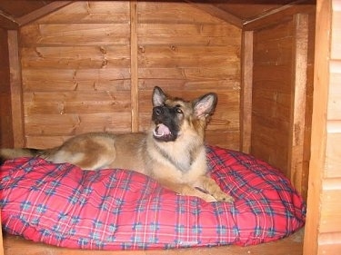 A tan with black German Shepherd puppy is laying on a red and blue pillow looking up inside of a cedar dog house.