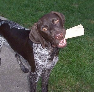 A brown and white German Shorthaired Pointer is standing on a rock. It has a bone in its mouth