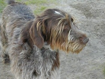 A brown and grey with white German Wirehaired Pointer is standing in patchy grass looking over to the right
