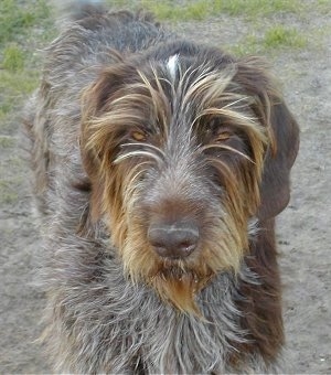 A brown and grey with white German Wirehaired Pointer is standing in patchy grass