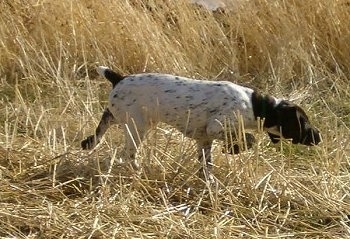 A white with brown German Shorthaired Pointer puppy is standing in tall brown grass and pointing