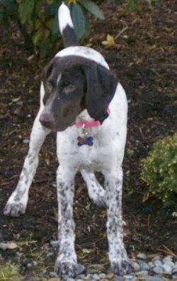 A white with brown German Shorthaired Pointer puppy is standing under a tree