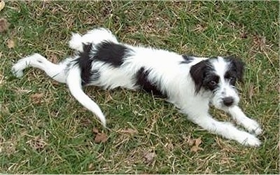 A white and black Beagle/Bichon is laying outside in grass
