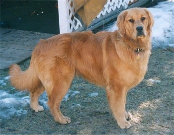 A Golden Retriever is standing in grass in front of a porch. There is snow in patches behind it.