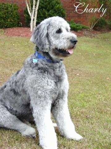 A grey Goldendoodle is sitting in a yard in front of a brick building. Its mouth is open and tongue is out. The word - Charly - is overlayed in the top right corner